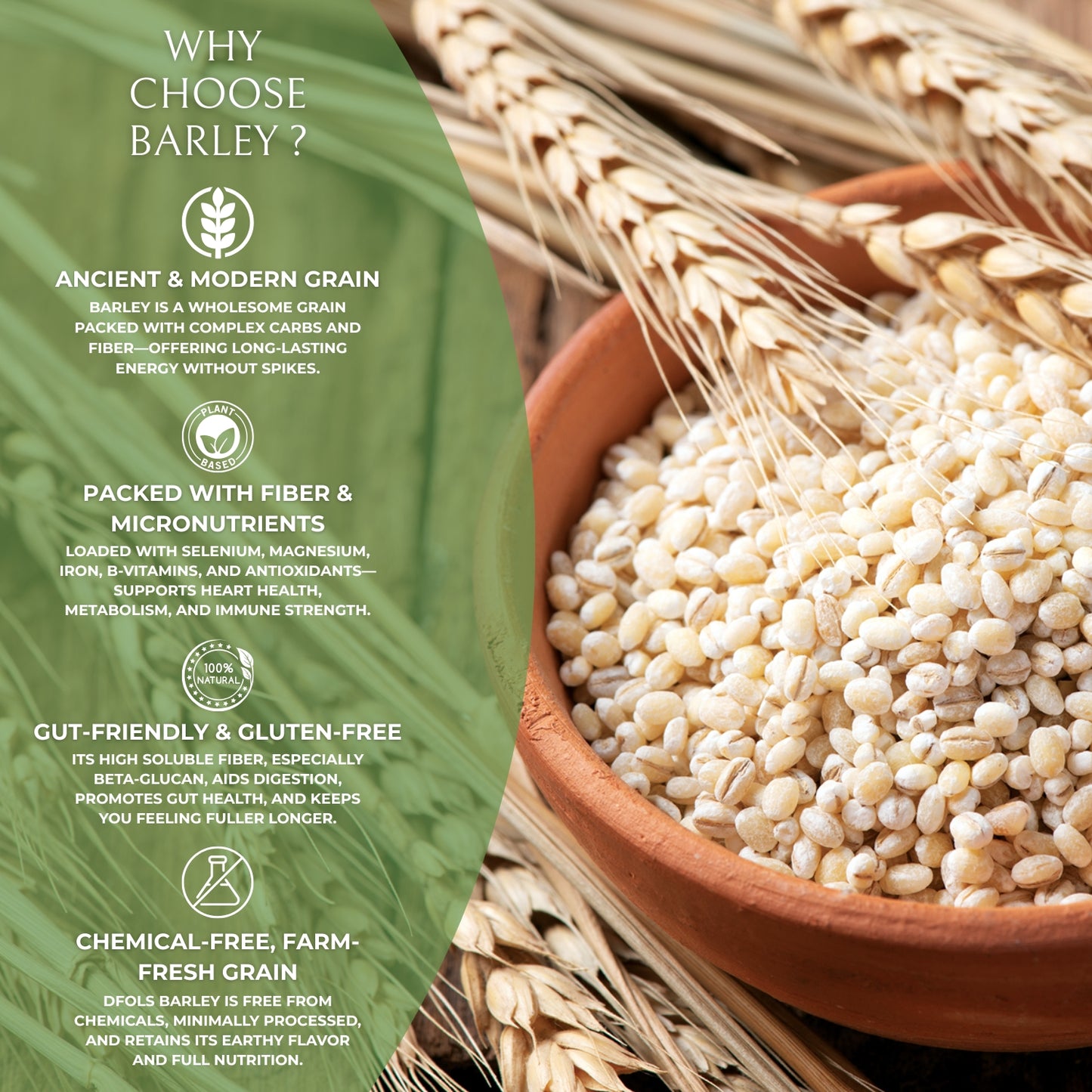 DFOLS Premium Barley | Natural, Non-GMO & Gluten-Free | High Fiber & Protein | Superfood for Digestion, Weight Management, Heart Health & Daily Nutrition