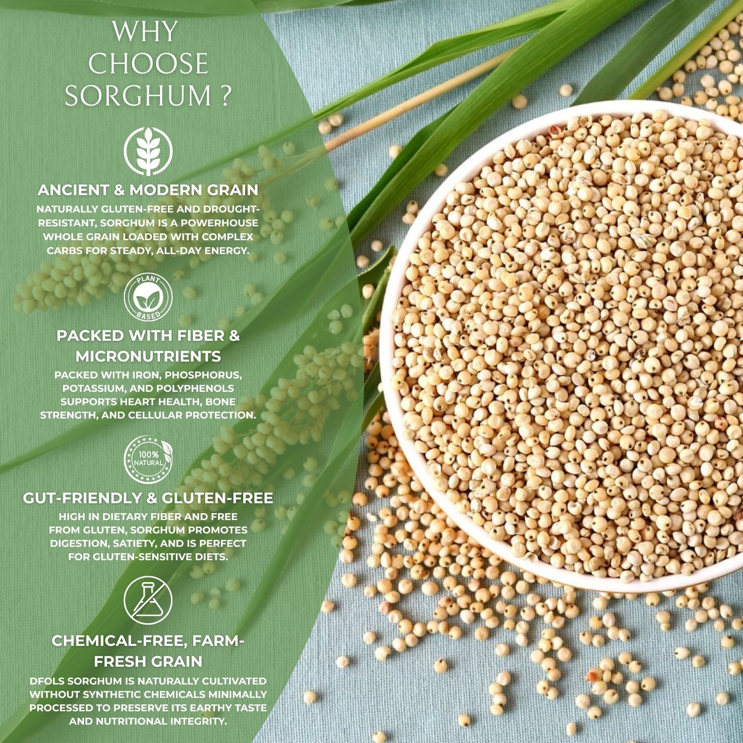 Organic Whole Sorghum (Jowar) Grain | Gluten-Free, High Fiber, Protein-Rich Superfood | Healthy Ancient Grain for Cooking, Baking & Everyday Nutrition