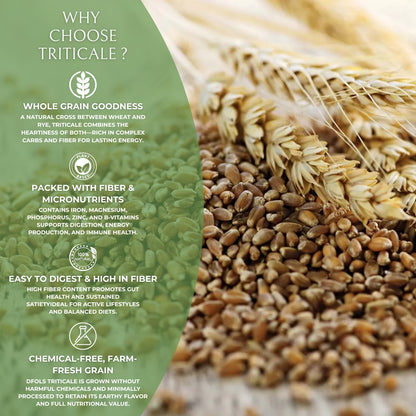 Organic Triticale | High-Fiber Whole Grain Superfood | Pesticide-Free & Hand-Picked | Ideal for Sprouting, Baking, Cereals & Healthy Diets