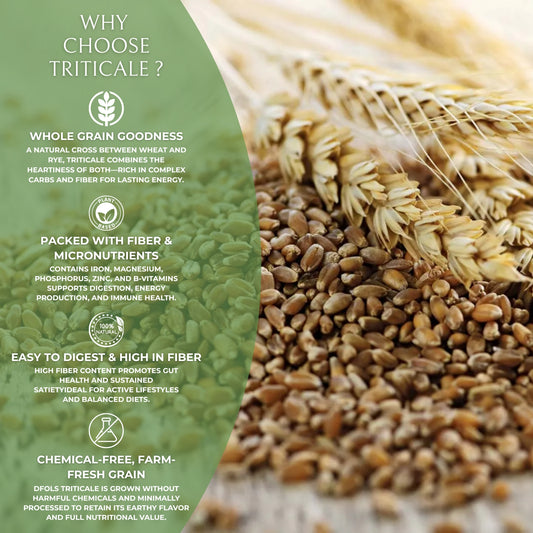 Organic Triticale | High-Fiber Whole Grain Superfood | Pesticide-Free & Hand-Picked | Ideal for Sprouting, Baking, Cereals & Healthy Diets