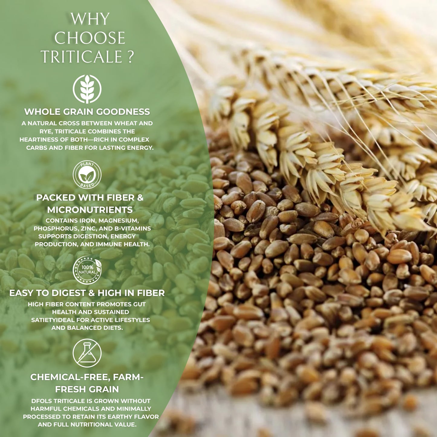 DFOLS Triticale Whole Grain Wheat Rye Cooking 0.55lb 8.82oz 250g トリティケール